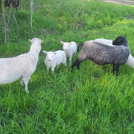 木屋 Toppala Petäjävesi