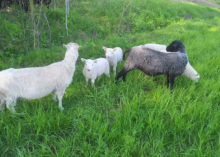 Horská chata Toppala Petäjävesi